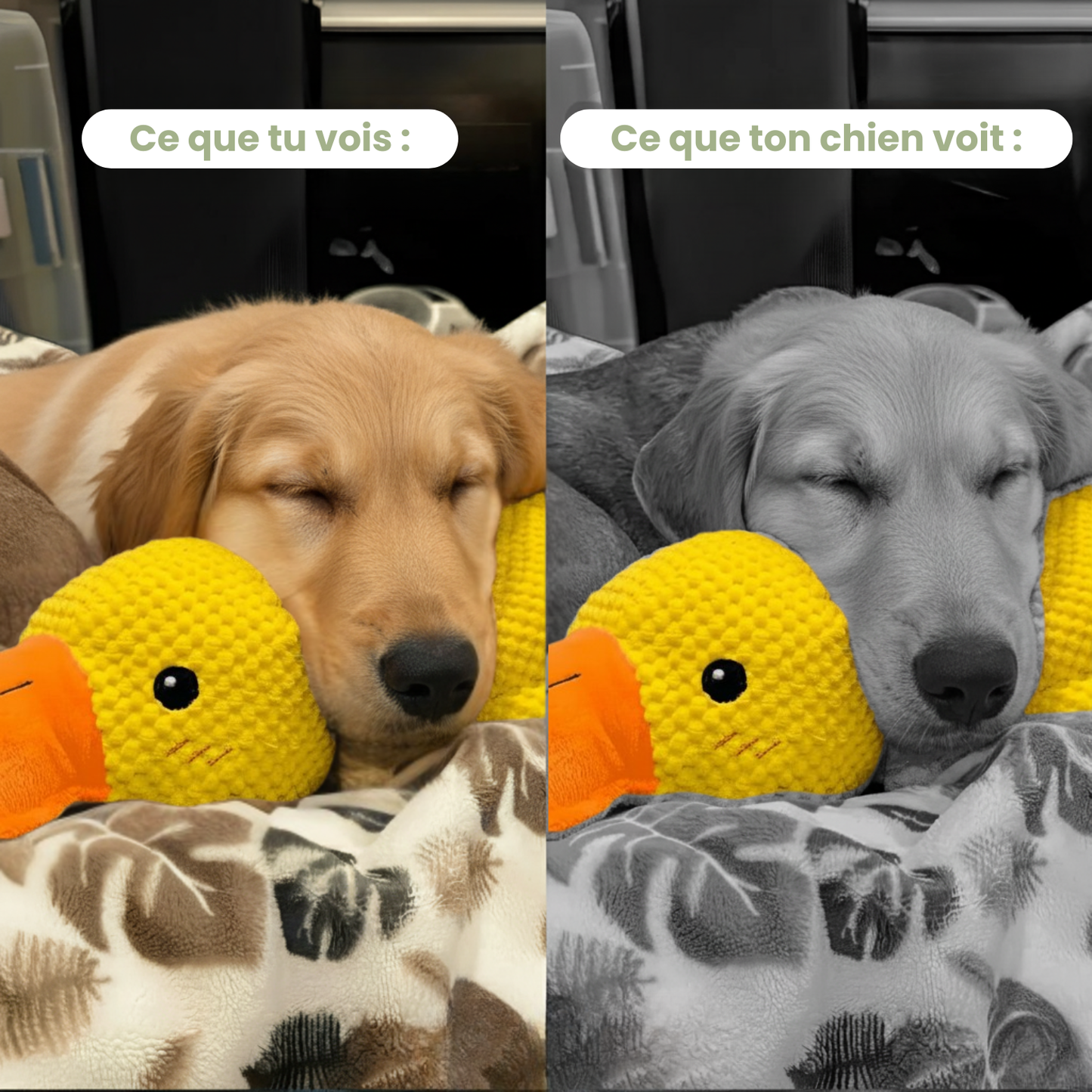 HappyDuck™ - Canard anti-stress